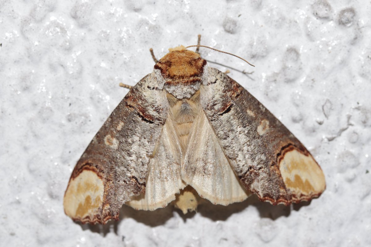 RPilze's tweet photo. Phalera bucephala
#Phalerabucephala #Phalera #Mondvogel #Mondfleck #Bufftip #Bucéphale #Nachtfalter #Schmetterling #butterfly #moth #lepidoptera #insekt #insect #natur #nature #NaturePhotography https://t.co/qPeo3QQ5Qv