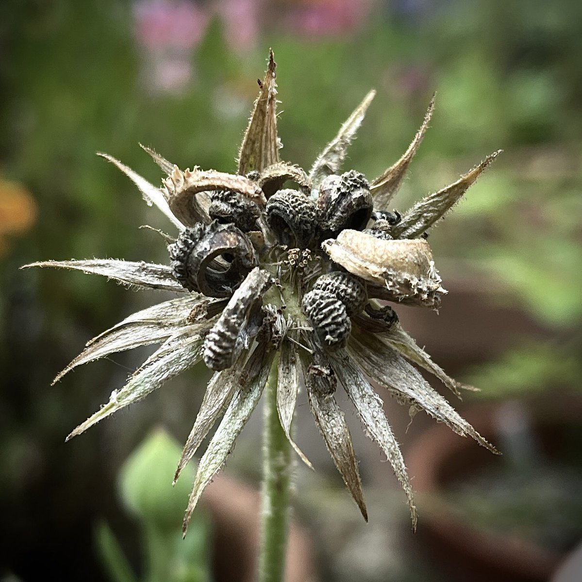 rayjmorgan16's tweet photo. Calendula seeding #calendula #cornmarigold #garden #gardening https://t.co/tsPMjbHpyk