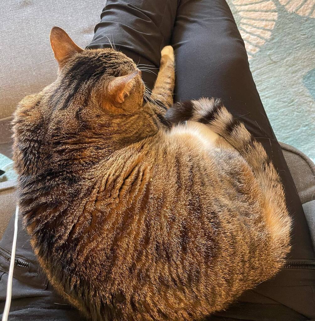 tinabgibby's tweet photo. Nacho also is trying to keep us home. #france2022 #nachokitty #catsofinstagram https://t.co/NJOgasFXYV https://t.co/3Js00NtdyQ