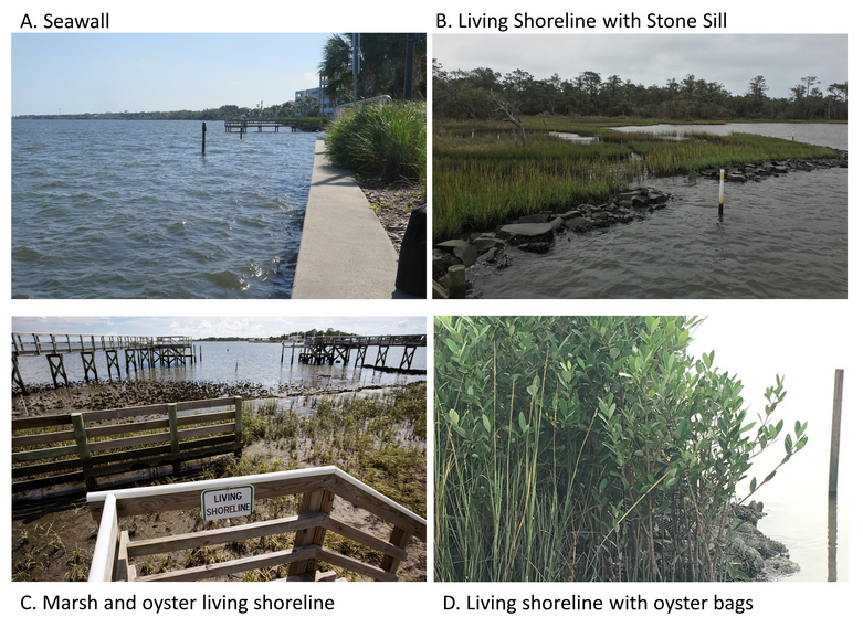 (1/2) Happy #WaterWednesday !
Living shorelines & hardened shorelines can both prevent erosion. However, #LivingShorelines provide additional ecosystem services that benefit society. In this article, #UFIFAS researchers,