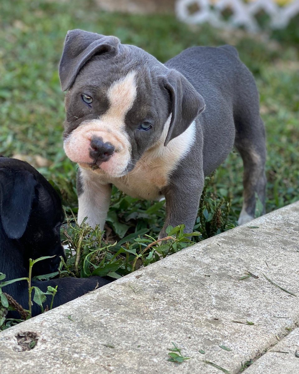 THE BULLY KONNECT LLC (@ohiotbk) on Twitter photo 