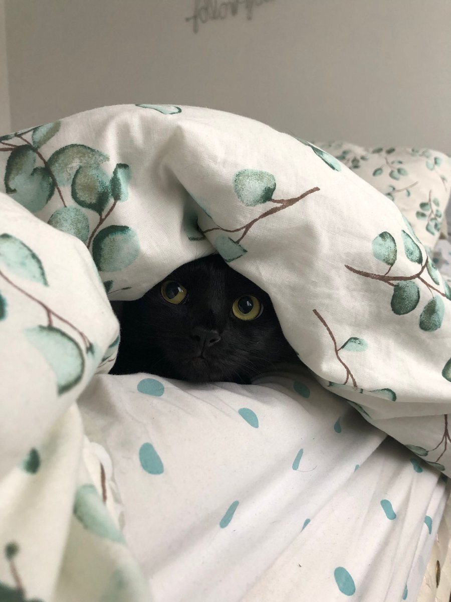 yeckoli's tweet photo. #BlackCatAppreciationDay https://t.co/3do3fP8kZz