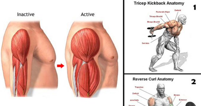 akifimer's tweet photo. Gain Biceps And Triceps Mass With These 12 Exercises And Workout https://t.co/L4DvjSwRnE https://t.co/vyLvHFYbuv