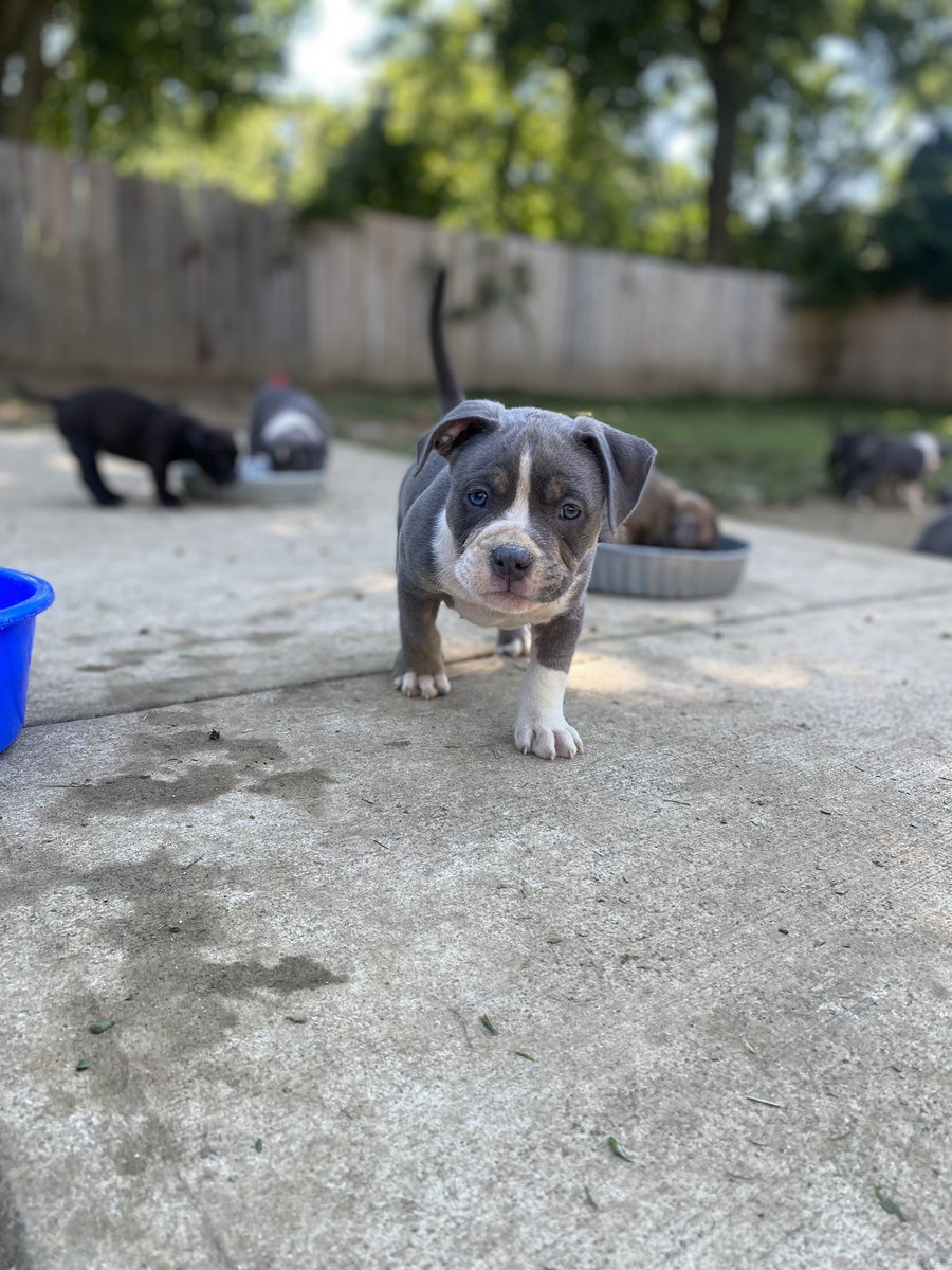 THE BULLY KONNECT LLC (@ohiotbk) on Twitter photo 