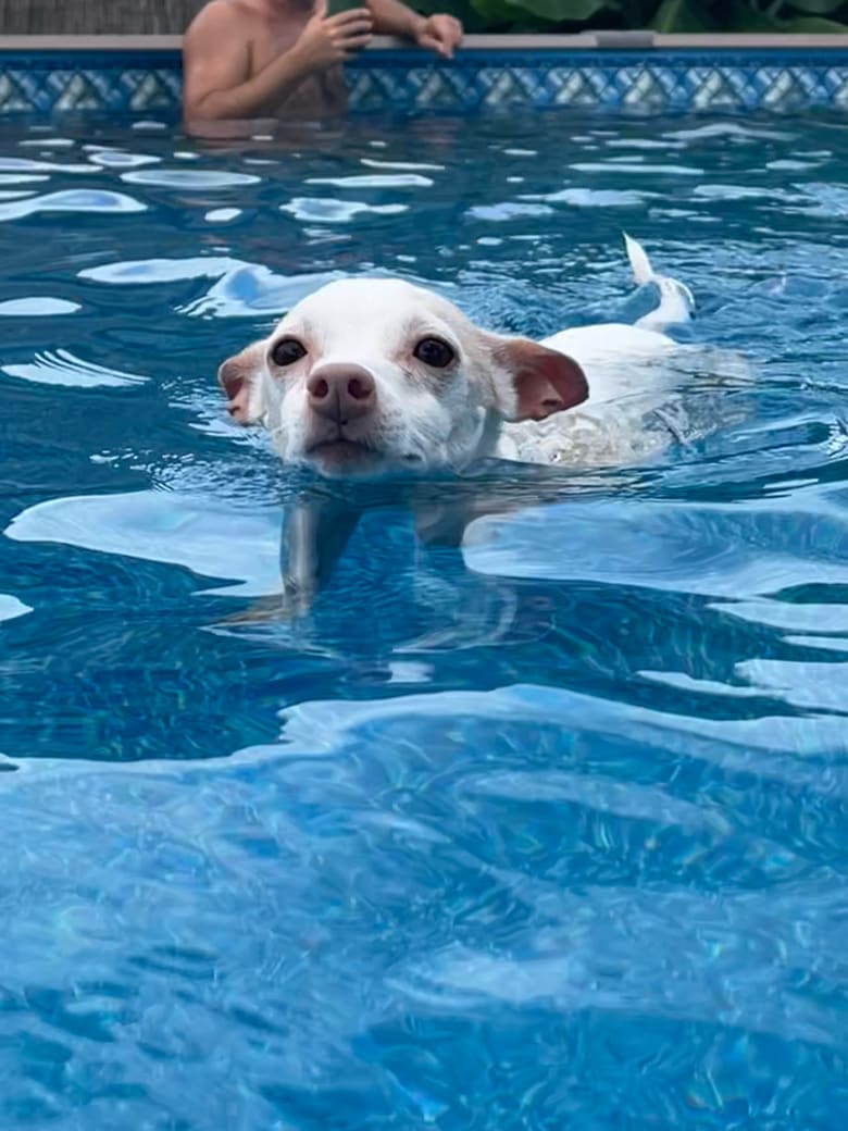 MobilePSP's tweet photo. Halo loves swimming! What are your pets doing to beat the heat and keep cool this Summer? ☀️💚🐾 Let us know in the comments below! #pspmobile #petsuppliesplus #minusthehassle https://t.co/Ro2LVuyo0W