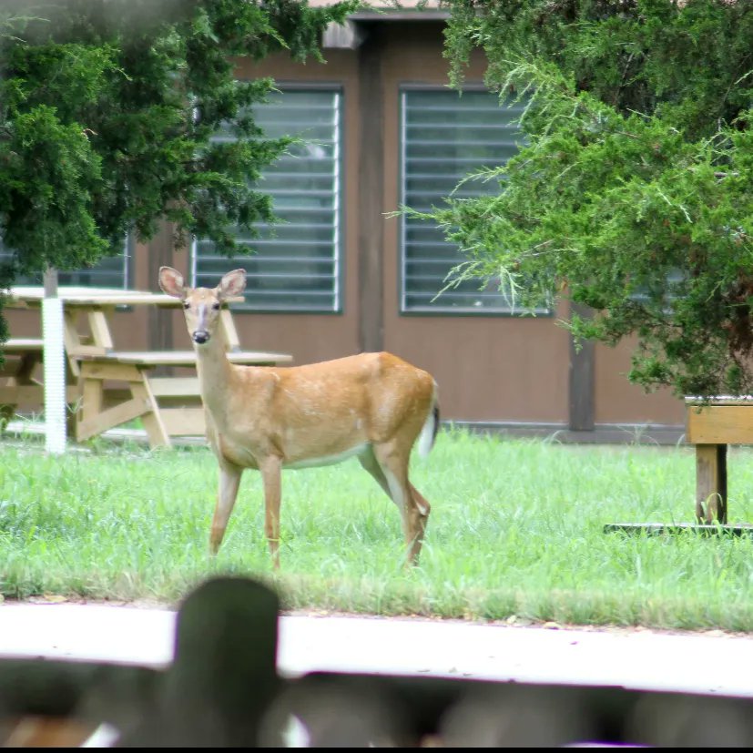 We love when our pals stop by camp. 💕🌳☀️ #WildlifeWedneaday