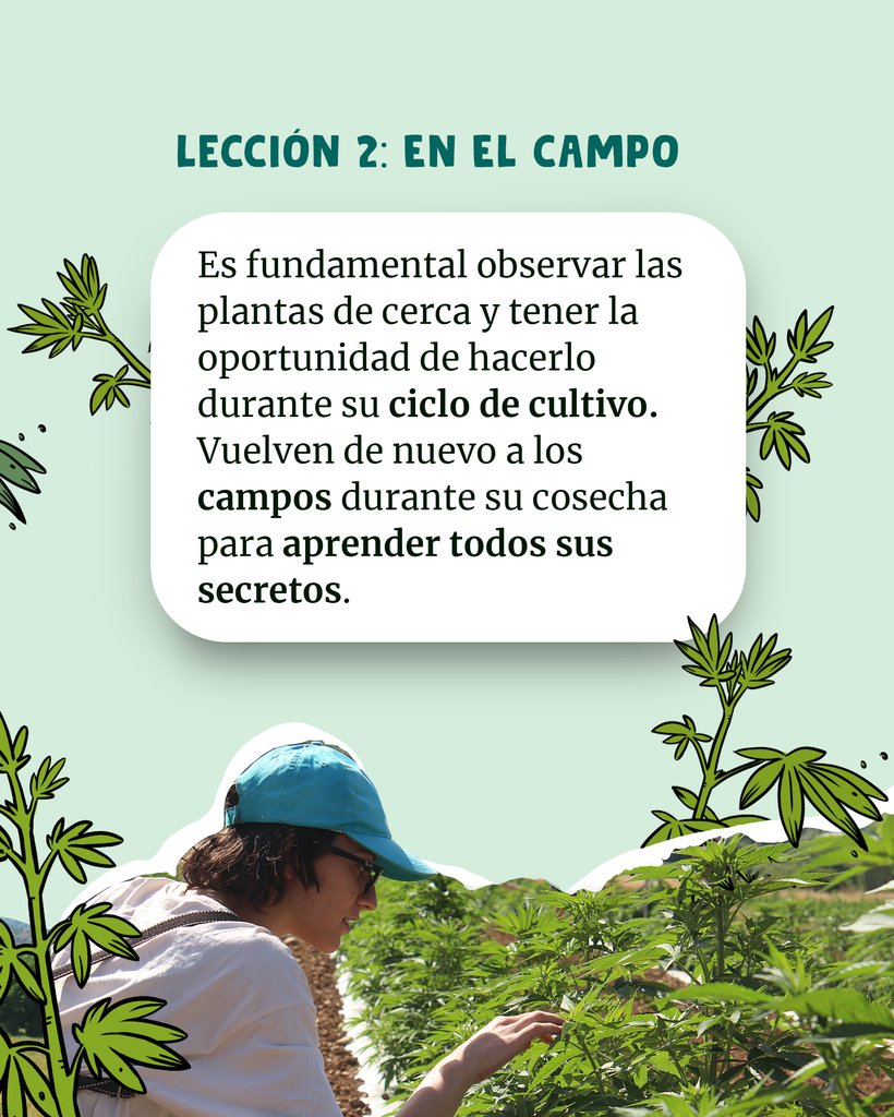 🌱 #Cannabis &amp; #Formación 👩‍🏫 Durante esta 2a ed. de #ReezoAcademy tratamos temas desde el desarrollo de una genética hasta su investigación 👉 Descubre qué han aprendido lxs alumnxs

#enecta #formacion #cañamo #formaciónprofesional #futuro #cbd #cbg