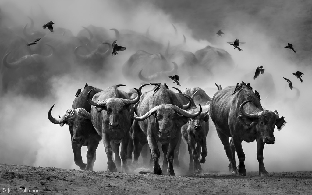 africageo's tweet photo. 📷 The herd brings the drama as it arrives at a spring to drink. Mana Pools National Park, Zimbabwe. © Jens Cullmann https://t.co/XNwYWt2x8o