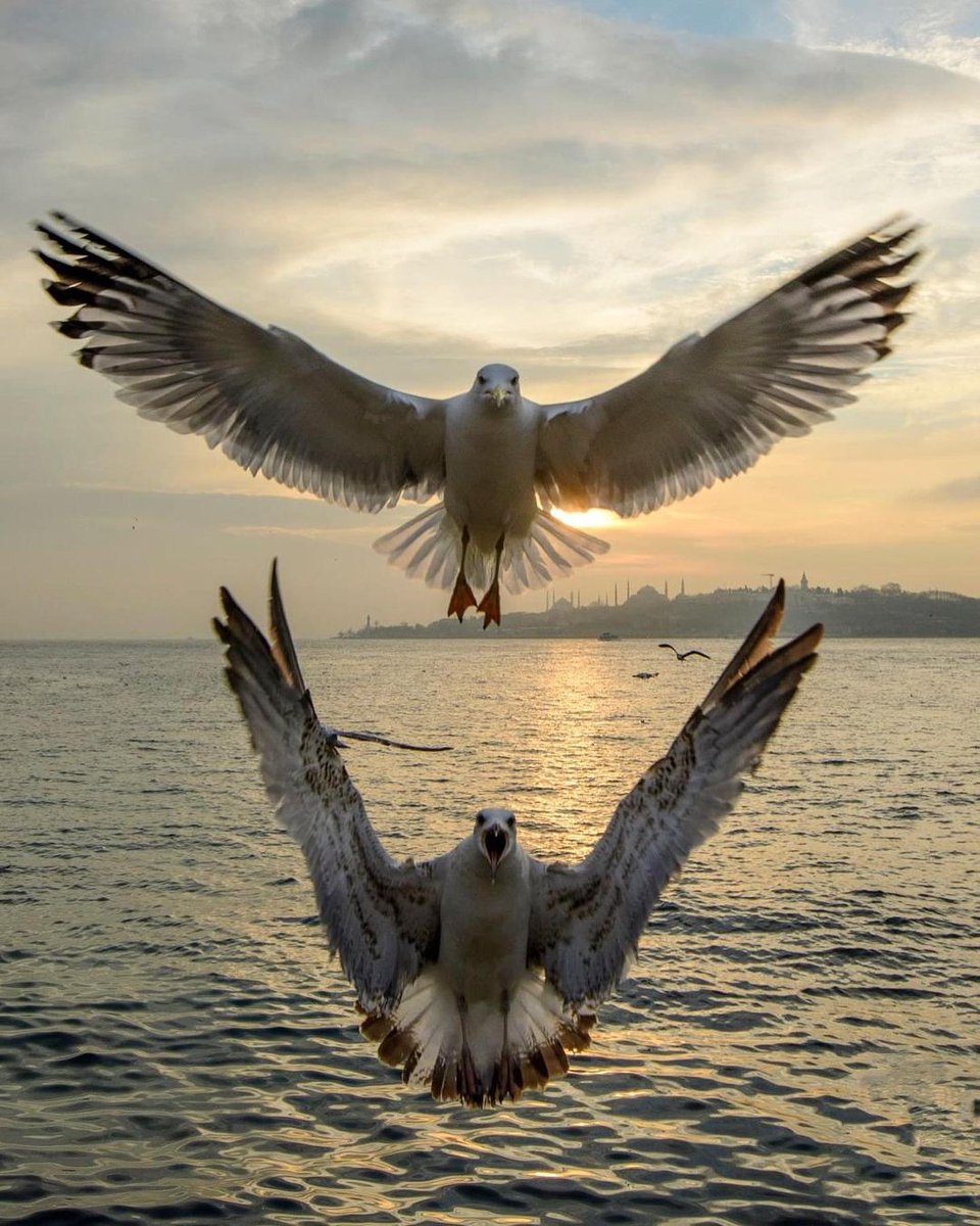 Bacous_'s tweet photo. Evening https://t.co/B1PMNpYjXf
