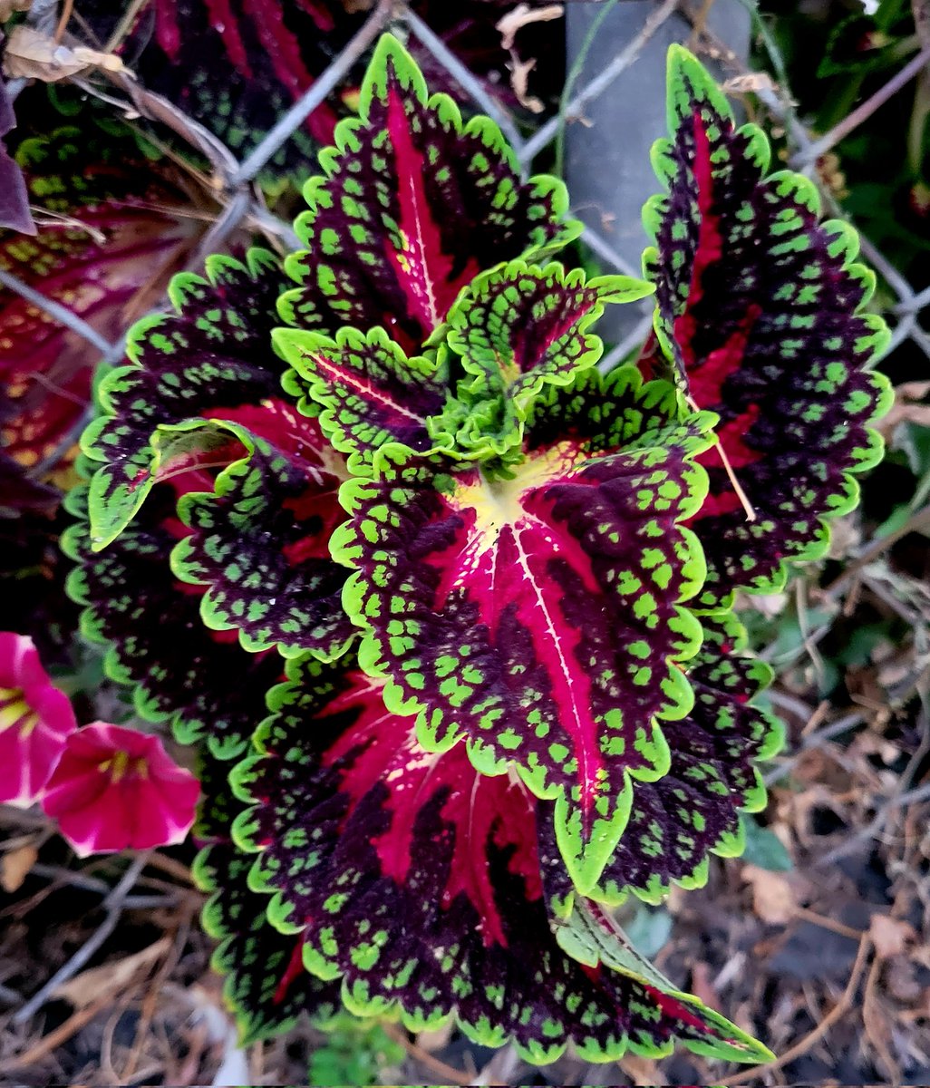 CandaceSotela's tweet photo. I have total plant envy. My neighbor's coleus popping through the fence. 💚 #plant #plants #GardeningTwitter https://t.co/JCfxtkpKXJ