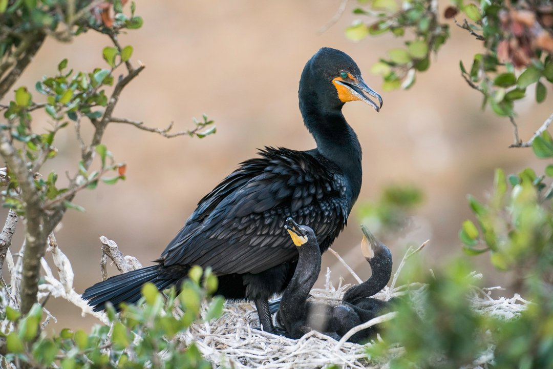 Hello, neighbors!

This family of Double-crested Cormorants is part of our local ecosystem in Ensenda, one we work diligently to protect and help thrive.