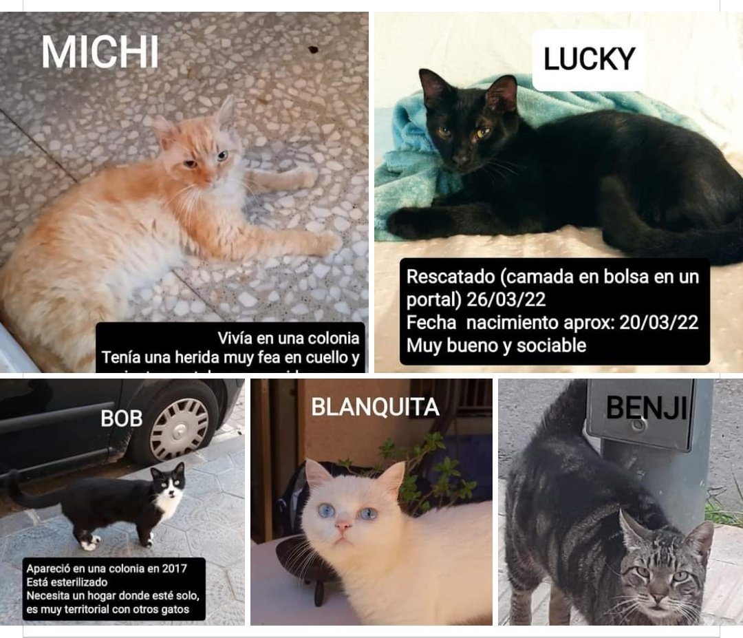 torrecatsocial's tweet photo. 💗 US PRESENTEM als gats que #Torrecat té en ADOPCIÓ:
🗣️Podeu compartir per veure si entre totes trobem qui els doni una oportunitat 🙏
Interessats deixeu comentari i us contactem o escriviu per privat 📲
#torredembarra #gatsdelcarrer #esterilitza #nocomprisadopta https://t.co/7CMGWpPPQU