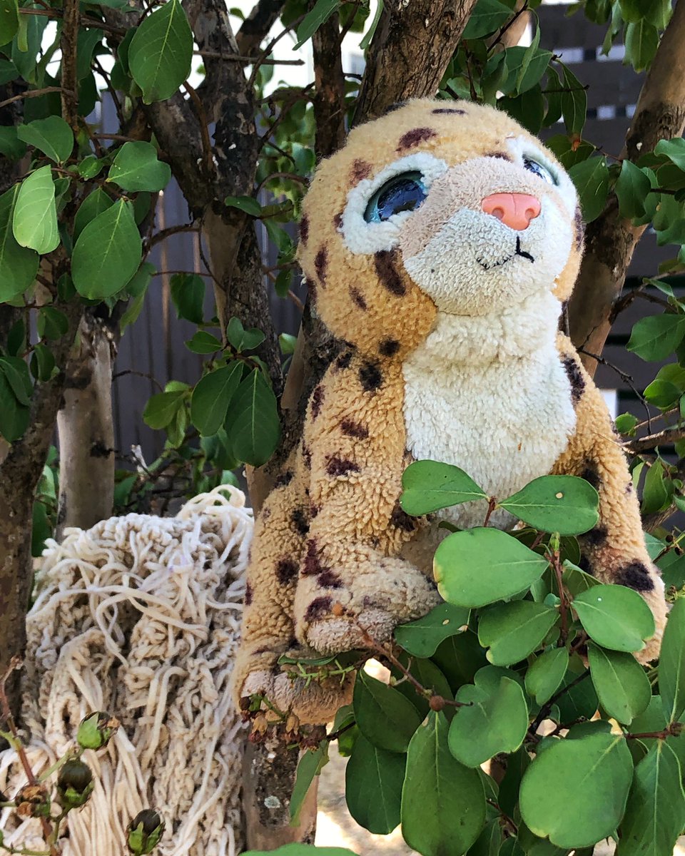 This morning, I found a leopard and a blankie Iying in the street. I moved them into a tree for greater visibility, but I wished <a href="/ATX_311/">Austin 3-1-1</a> had a service request for “plush animal - found.” I felt sad for the kid missing their cat.