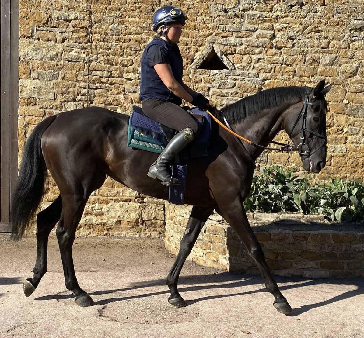 SybilRuscoe's tweet photo. Our beautiful #Organdi 3rd @WorcesterRaces today. Thanks @samtwiston #TeamAdlestrop @RTPhillips1 What a horse! Just beautiful. #BeautifulPeople syndicate. Here she is with Vicki at home. #horseracing @JeffStelling https://t.co/etacD8d84L