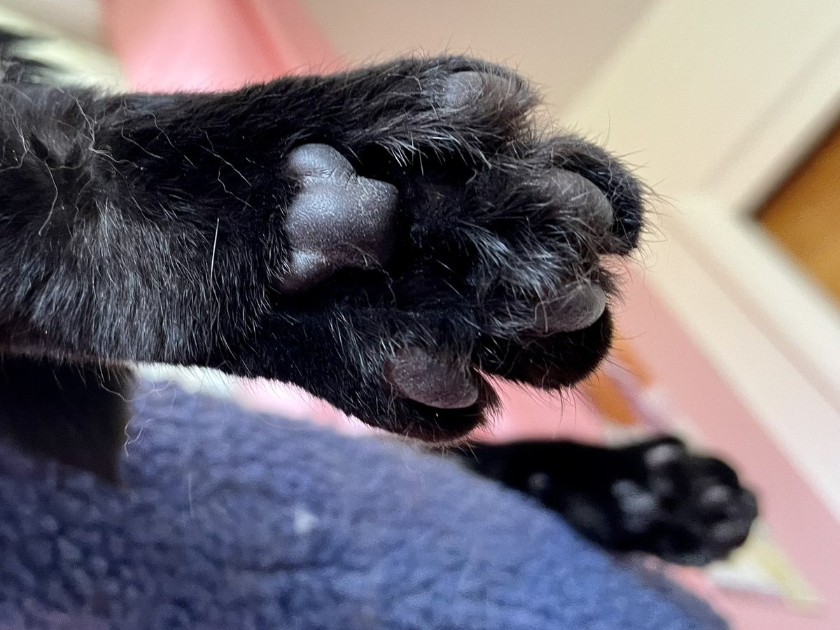 #PhotoChallenge2022August 
Since today is National #BlackCatAppreciationDay and National #ILoveMyFeetDay here is a picture of Felix’s feet. ❤️🐈‍⬛🐾
#blackcats #CatsOnTwitter