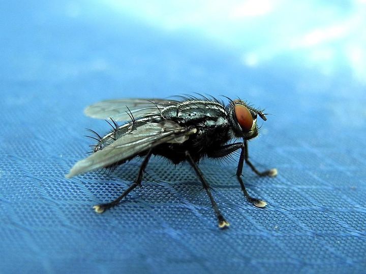 Instarpestllc's tweet photo. Fly control Services in Dubai !!  Call Now !!
Website : https://t.co/4ikJPbxiGx
Call        : 0504546890
#pestcontrol #pest #pesticides https://t.co/0KedLbZ9vF
