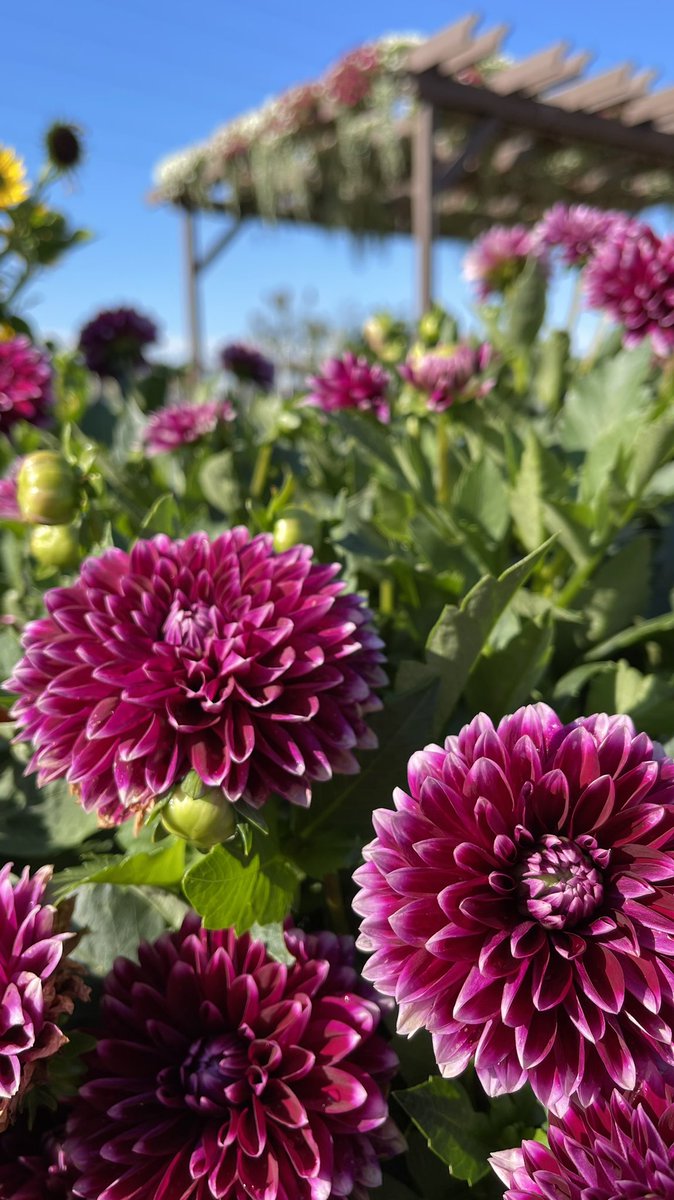 Tanya Carvalho tweet media