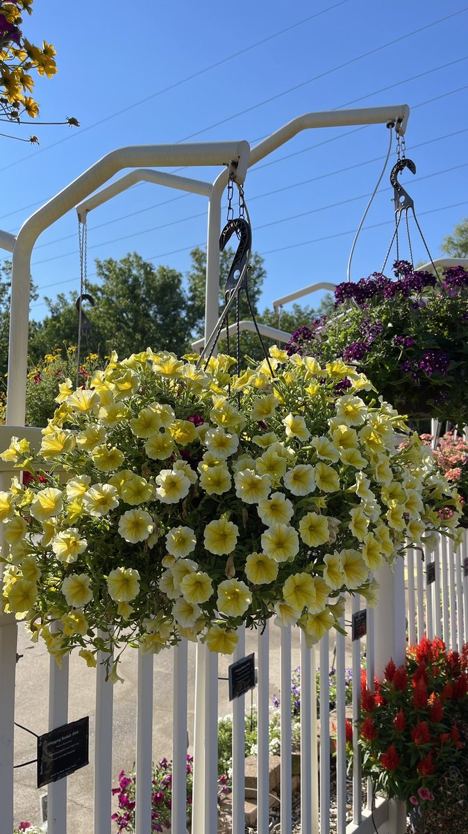 Tanya Carvalho tweet media