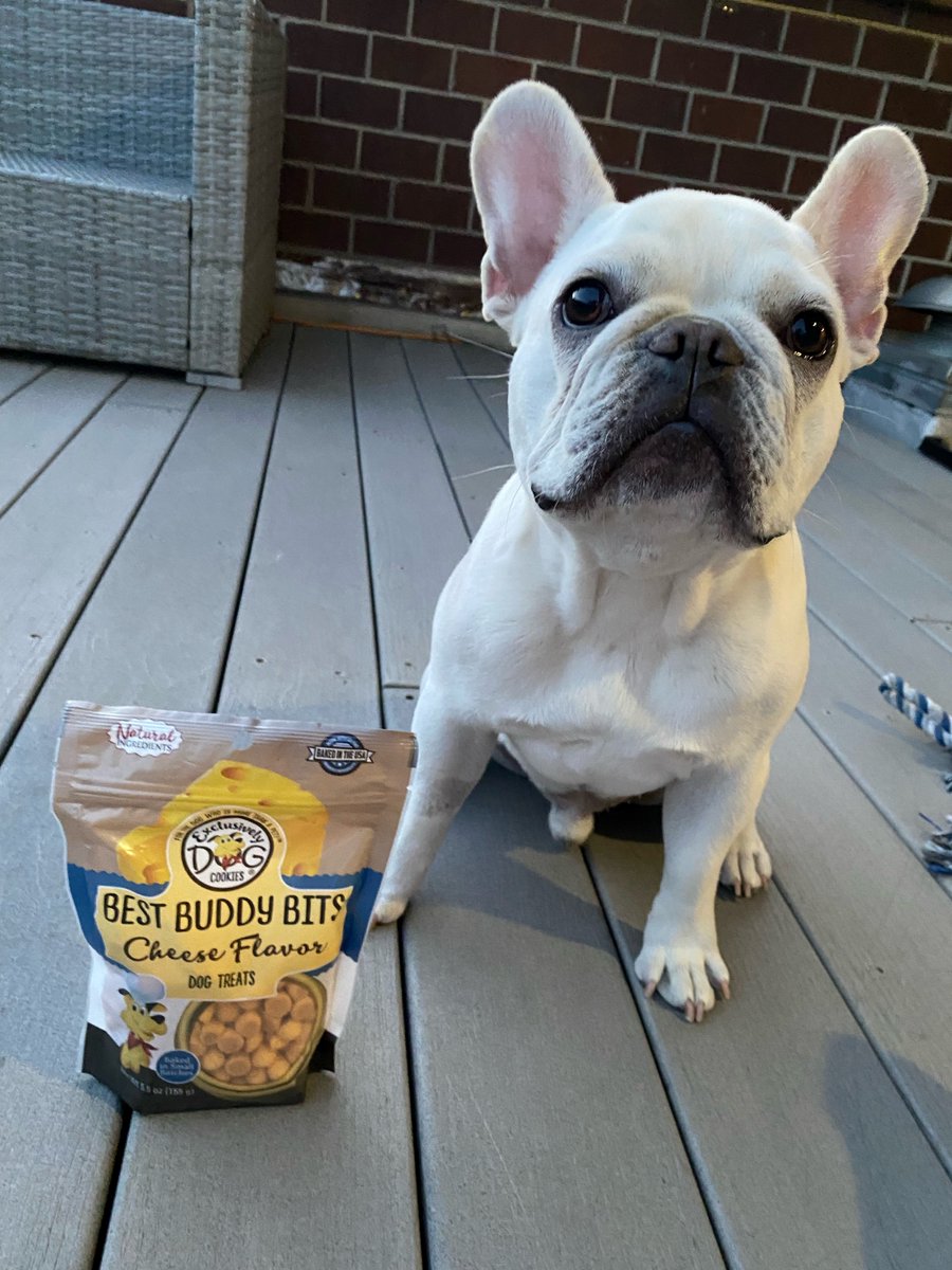 ExclusivelyPet's tweet photo. We got a city pup on our hands 🐶🏙️
#Humpdayhappiness #HumpDayVibes #dogfluencer https://t.co/YDnqfBqcmL
