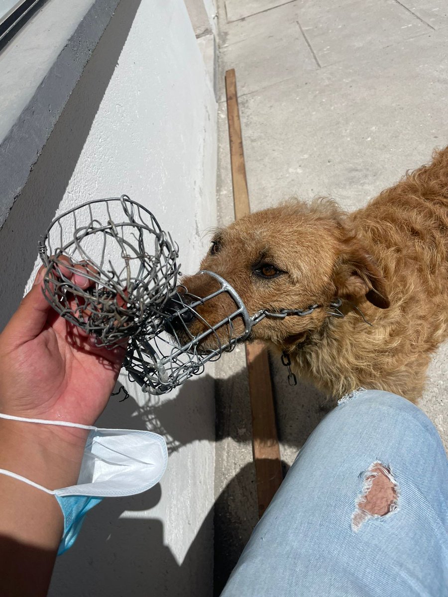 @UBA_Quito en San Juan de Calderón hay una perrita en situación de calle a la que alguien le pone unos bozales terribles. 
Su atención es requerida.
google.com/maps/search/Ca…