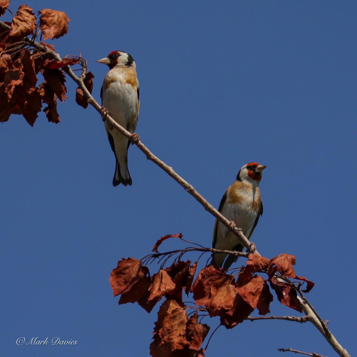 Marky64's tweet photo. Taken at Point Clear, St Osyth #birds #britishbirds #bbccountryfilemagazine #bbccountryfilemagpotd #ukwildlifeimages #ukbird #ukbirdsofinstagram #ukbirds #ukbirdwatching @rspb_love_nature @bbcwildlifemagazine @bbccountryfile @bbcspringwatch @ukbirdwatching_ https://t.co/Nr6H4mLyF2