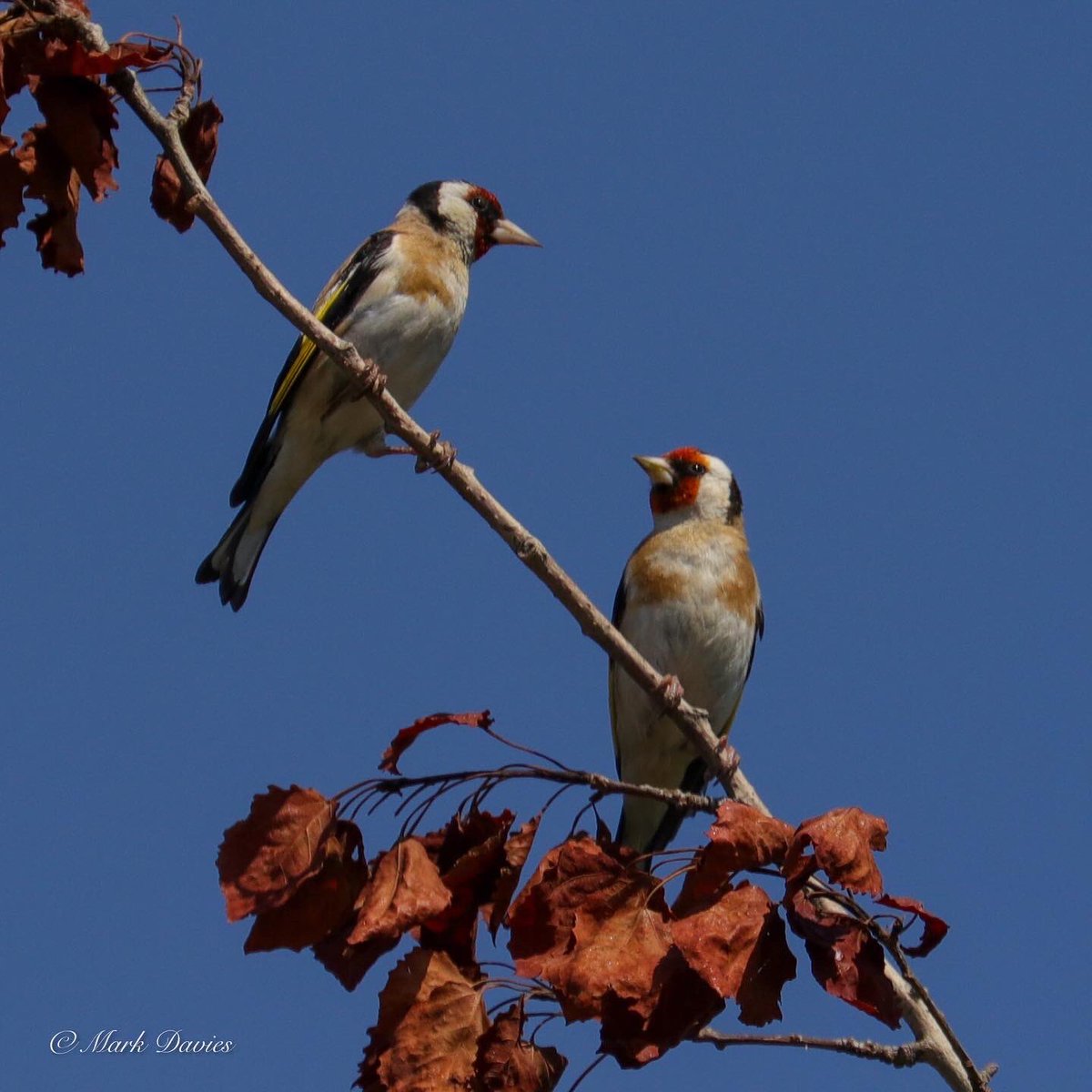 Marky64's tweet photo. Taken at Point Clear, St Osyth #birds #britishbirds #bbccountryfilemagazine #bbccountryfilemagpotd #ukwildlifeimages #ukbird #ukbirdsofinstagram #ukbirds #ukbirdwatching @rspb_love_nature @bbcwildlifemagazine @bbccountryfile @bbcspringwatch @ukbirdwatching_ https://t.co/Nr6H4mLyF2