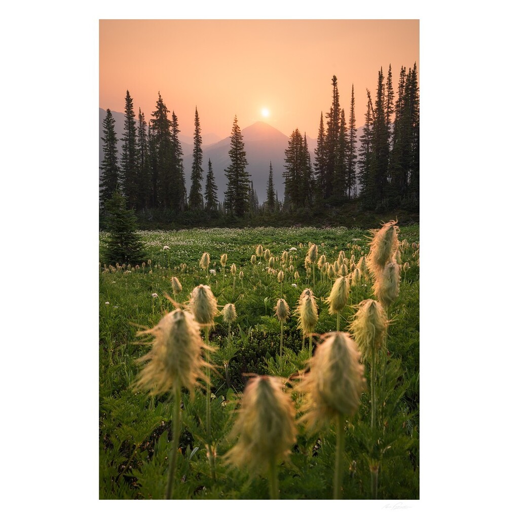 nfitzphoto's tweet photo. A fiery sunrise through smoke above the Dogtooth Range lights up a field of Western Anemone (2021) https://t.co/1mIF75ew2O https://t.co/edvP3gTBOu