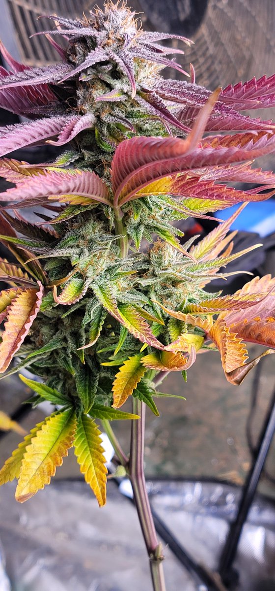CalculatedEvils's tweet photo. @OfficialKINDLED Fire OG Kush under Kind LED X750 https://t.co/7Ty3PvuhM9