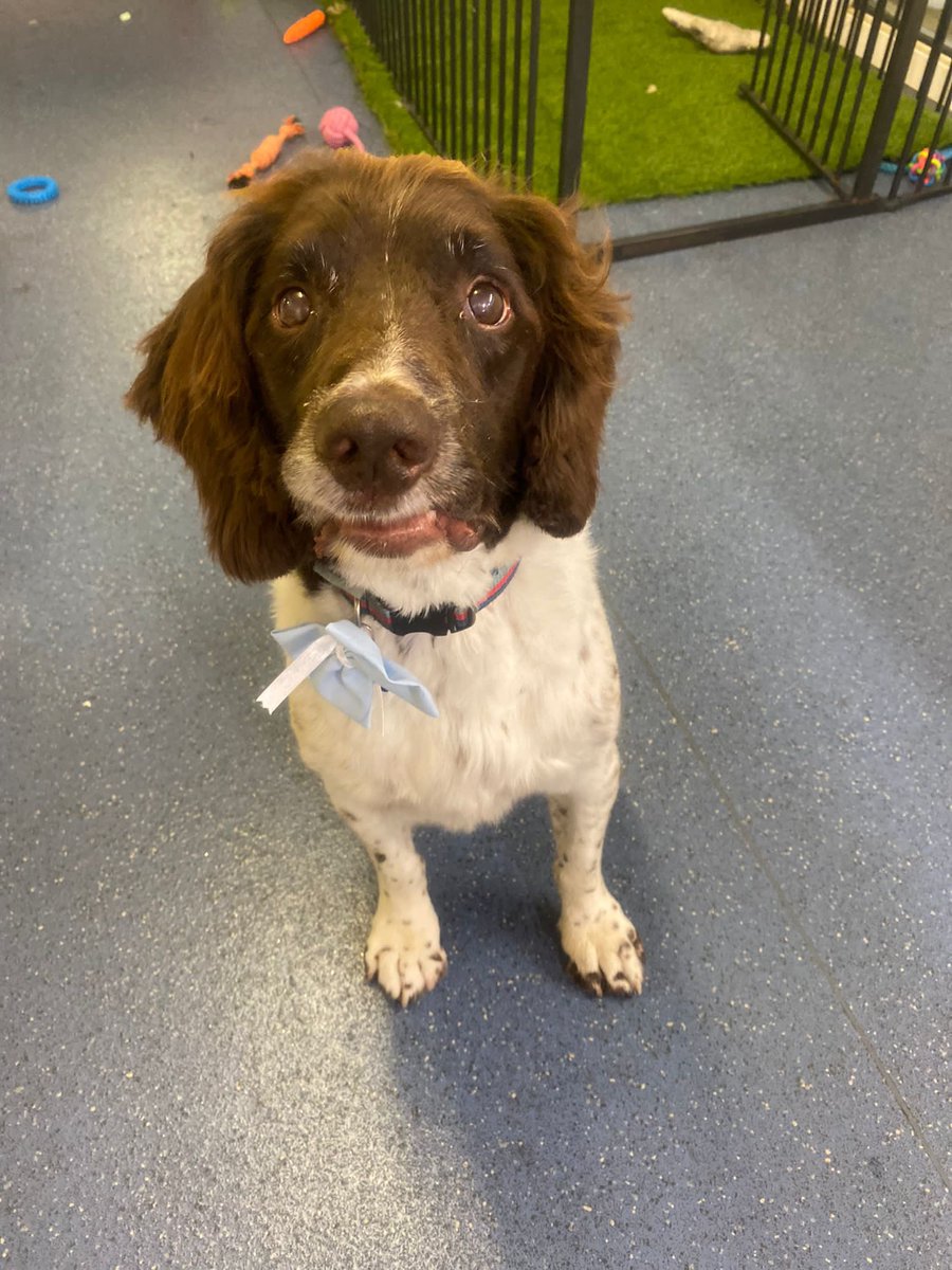 Someone is enjoying a pamper at the groomers. He needs to look his best for something coming up next week 🤔📷