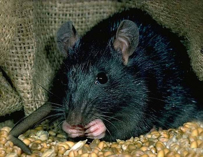 Instarpestllc's tweet photo. For instant #pestcontrol service visit https://t.co/4ikJPbxiGx    | Call 0504546890
#pestcontrol #pest #dubai #uae https://t.co/xzpYxKlv4m