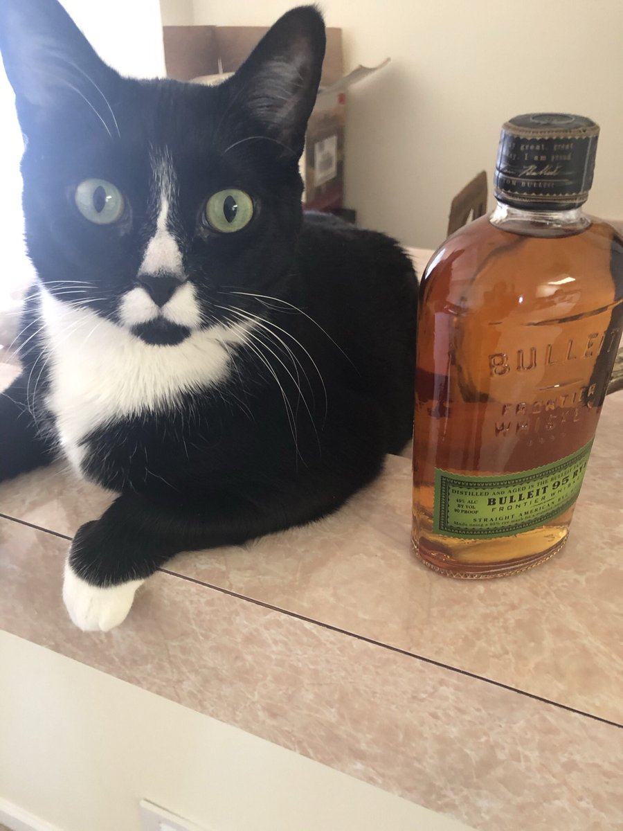 windy_nyc's tweet photo. @SimonsCat Miss Olivia…Caught in the act! https://t.co/iIW1YU2uTt