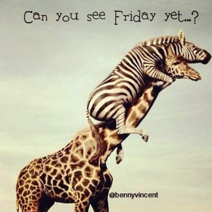 partypantspads's tweet photo. Happy Hump Day! Hang on folks, we're almost there! https://t.co/JthH7ATXL7