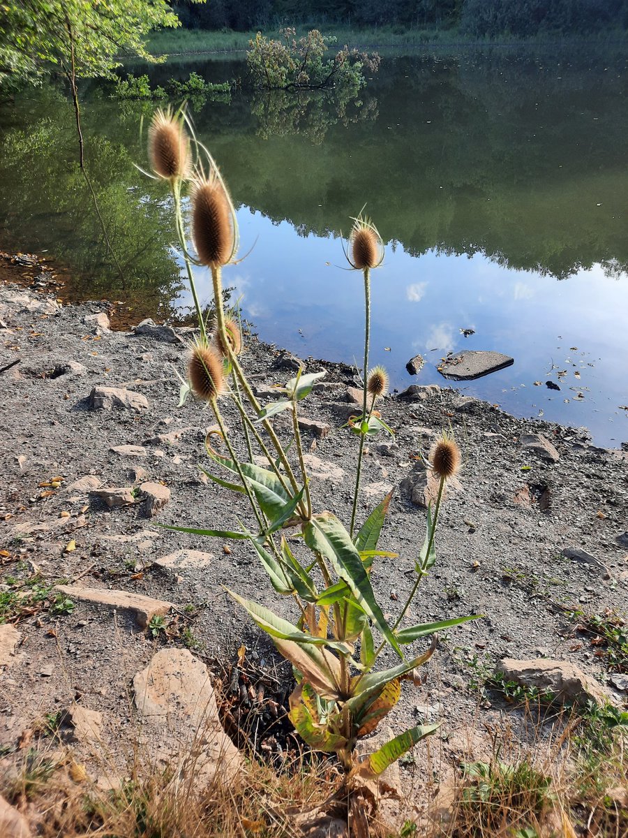 kellerkind71's tweet photo. #fragFlora https://t.co/b8G5DSsGfv