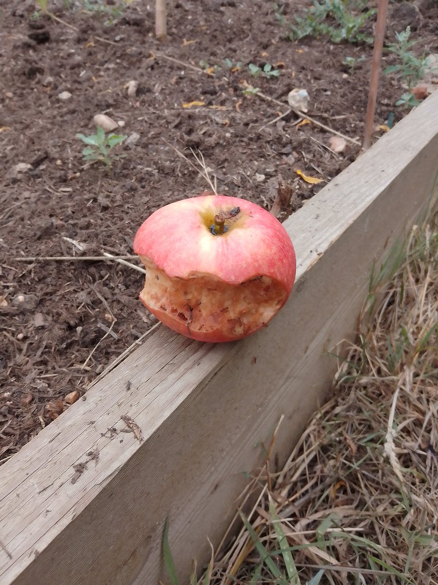 When we are growing food on site to feed those most in need in our community please don't pull unripe fruit off the trees only to waste it.