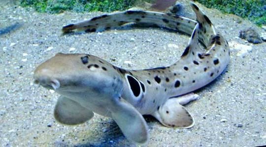 sharksdailyy's tweet photo. Requin Chabot // Epaulette Shark
𝐻𝑒𝑚𝑖𝑠𝑐𝑦𝑙𝑙𝑖𝑢𝑚 𝑜𝑐𝑒𝑙𝑙𝑎𝑡𝑢𝑚

Least Concern https://t.co/AZXyBTHuCC