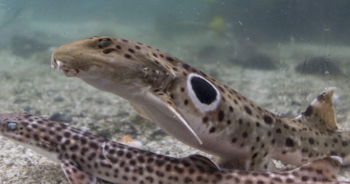 sharksdailyy's tweet photo. Requin Chabot // Epaulette Shark
𝐻𝑒𝑚𝑖𝑠𝑐𝑦𝑙𝑙𝑖𝑢𝑚 𝑜𝑐𝑒𝑙𝑙𝑎𝑡𝑢𝑚

Least Concern https://t.co/AZXyBTHuCC