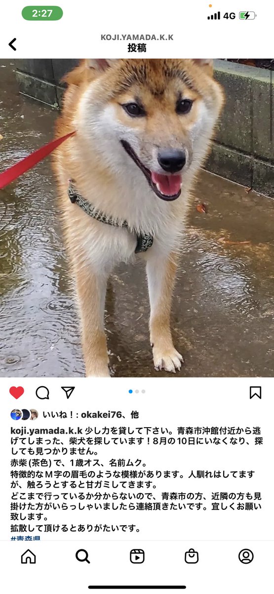 eigen0125's tweet photo. 【拡散協力よろしくお願いします】
自分の同級生の柴犬が青森市沖館付近から逃げてしまい探しています！
8月10日にいなくなり、探しても見つかりません。
赤柴(茶色)で、1歳オス、名前ムク。
特徴的なM字の眉毛のような模様があります。
何か分かれば自分のDMに情報を頂けると助かります！ https://t.co/V60HuLOAjs