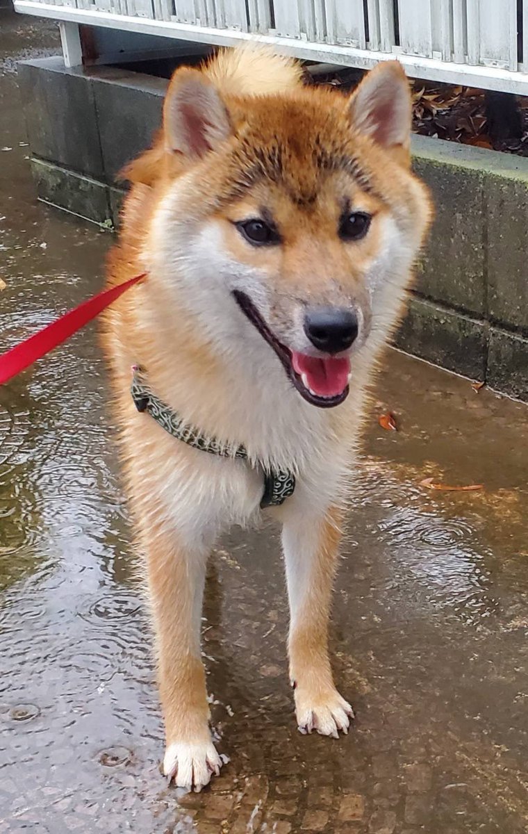 eigen0125's tweet photo. 【拡散協力よろしくお願いします】
自分の同級生の柴犬が青森市沖館付近から逃げてしまい探しています！
8月10日にいなくなり、探しても見つかりません。
赤柴(茶色)で、1歳オス、名前ムク。
特徴的なM字の眉毛のような模様があります。
何か分かれば自分のDMに情報を頂けると助かります！ https://t.co/V60HuLOAjs