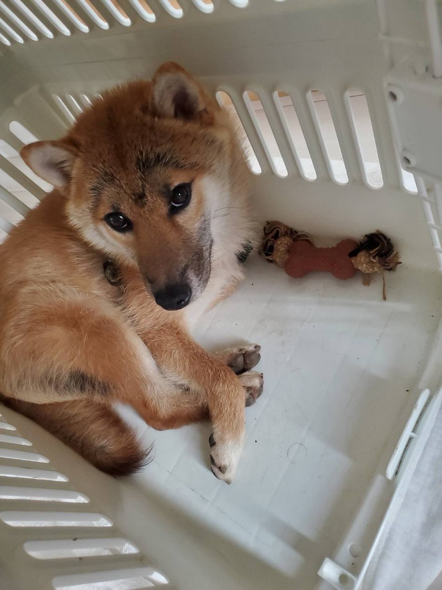 eigen0125's tweet photo. 【拡散協力よろしくお願いします】
自分の同級生の柴犬が青森市沖館付近から逃げてしまい探しています！
8月10日にいなくなり、探しても見つかりません。
赤柴(茶色)で、1歳オス、名前ムク。
特徴的なM字の眉毛のような模様があります。
何か分かれば自分のDMに情報を頂けると助かります！ https://t.co/V60HuLOAjs