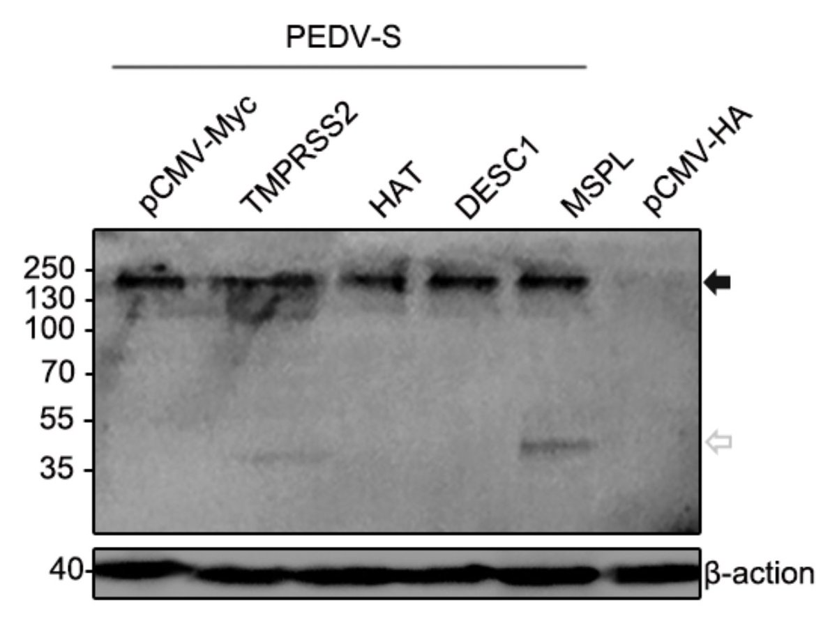 Elisabeth Bik tweet media