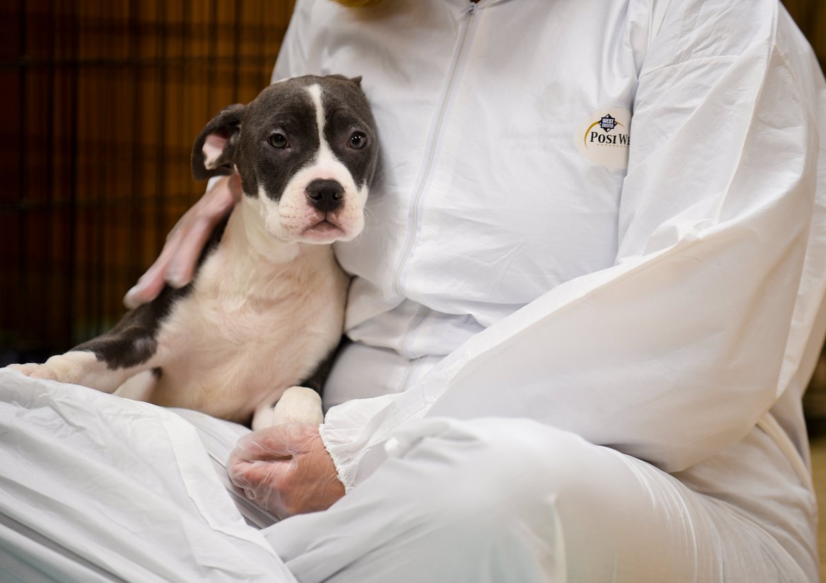 Warning to dog owners as deadly dog virus outbreak found in Ireland

(THREAD 🧵)