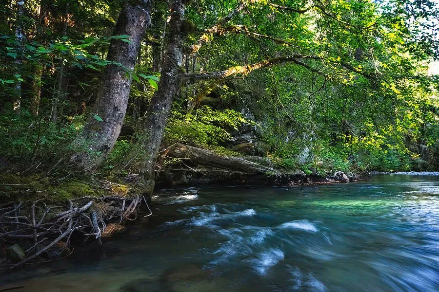 BelindaGreb's tweet photo. DON'T start campfires outside authorized areas. I spent 2 hrs dousing a smoldering underground fire in this area after smelling smoke. Park rangers came &amp; dug out the area. Roots of 1 large conifer had caught fire. "By the Ohanapecosh River" https://t.co/R0eKTuUgt4 https://t.co/L6jI81v6Tv