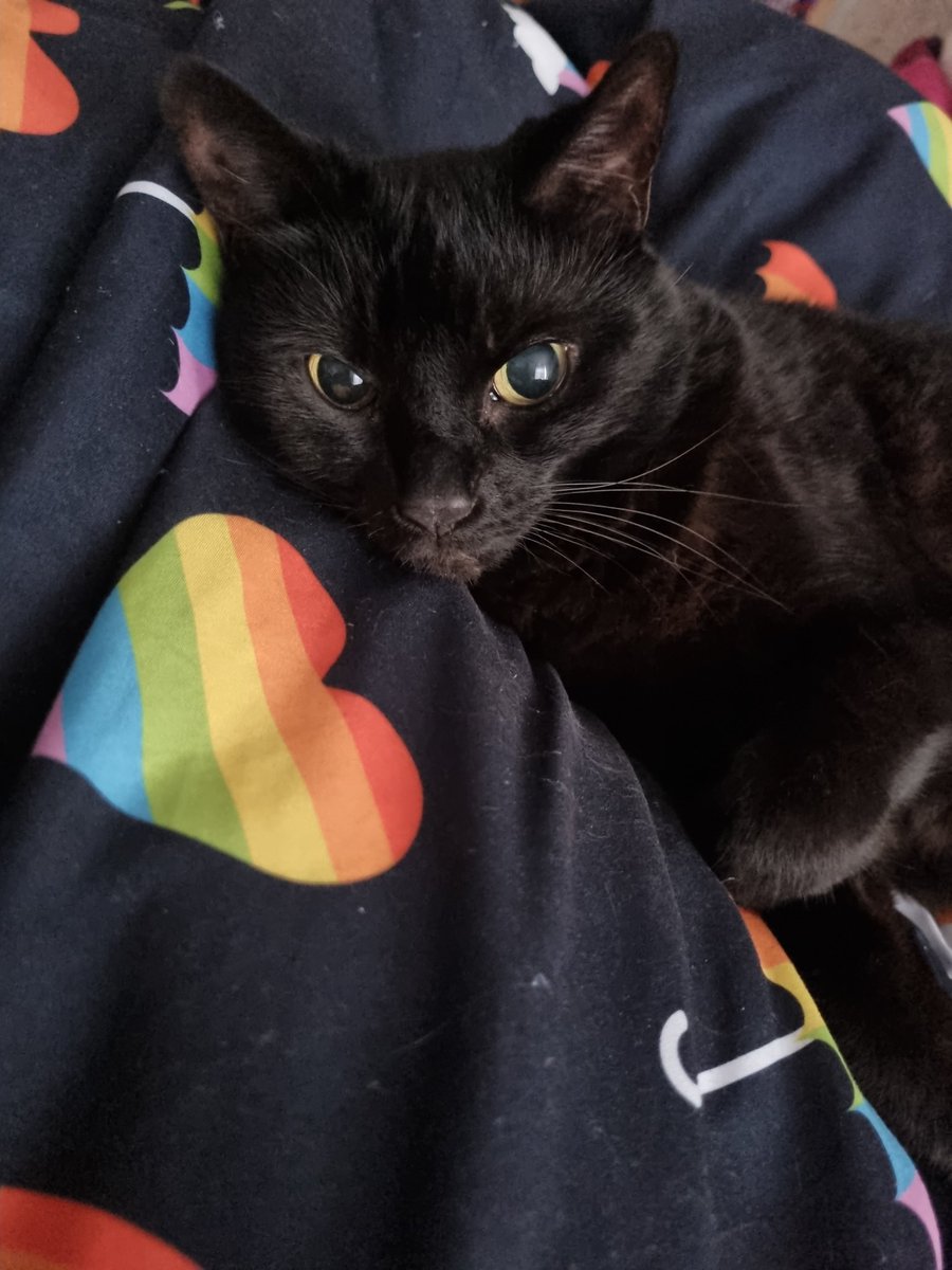 Shadowthecat22's tweet photo. Love me. Say hi or meow or love you #BlackCatAppreciationDay #CatsOfTwitter #pridecats https://t.co/9E4oHCwzW2