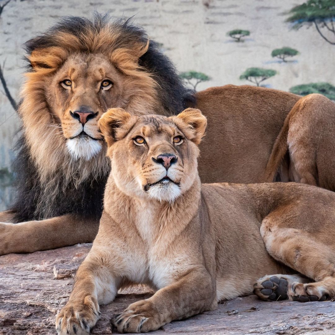 ABQLive's tweet photo. Say hello to our lions Kenya and Dixie! 😍
.
[📷: @abqbiopark , @nmbioparksociety]
.
Get your photo featured by using the hashtag #abqlivephotooftheday
.
.
#abq #potd #picoftheday #abquptown #abqdowntown #abqnobhill #abqlive #abqphoto #abqphotography #albuquerque #newmexico https://t.co/NmlhNZdAby