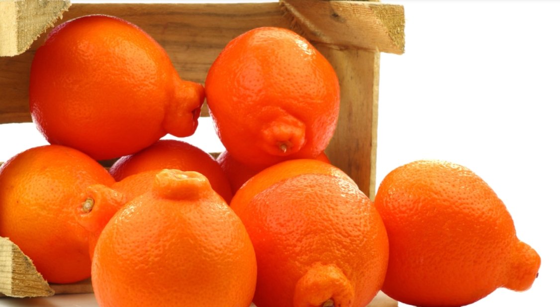 darlingclems's tweet photo. Did you know #Minneolas are a hybrid of two kinds of citrus? They combine the signature taste of a #grapefruit with the irresistible sweetness of a #tangerine. 🍊
Click here to learn more about this unique #citrus super star: https://t.co/XKDjQAJpI2 https://t.co/evK1YVmiw1