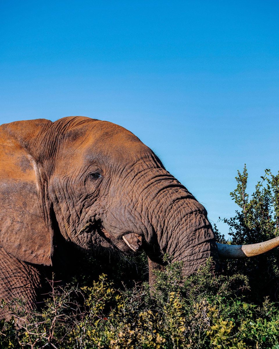 zii_jebz's tweet photo. #SANParksWeek is coming up!!! Free access for day visitors from 12-16 September and some parks extend to the weekend. @SANParks
#SANParks
#OthersWillFollow
#LiveYourWild https://t.co/gqC7khjG4m