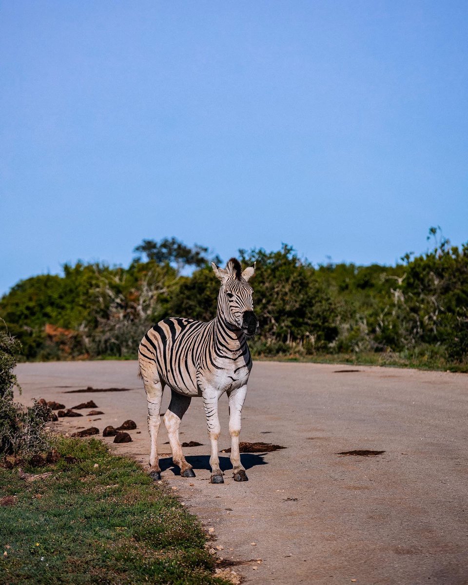 zii_jebz's tweet photo. #SANParksWeek is coming up!!! Free access for day visitors from 12-16 September and some parks extend to the weekend. @SANParks
#SANParks
#OthersWillFollow
#LiveYourWild https://t.co/gqC7khjG4m