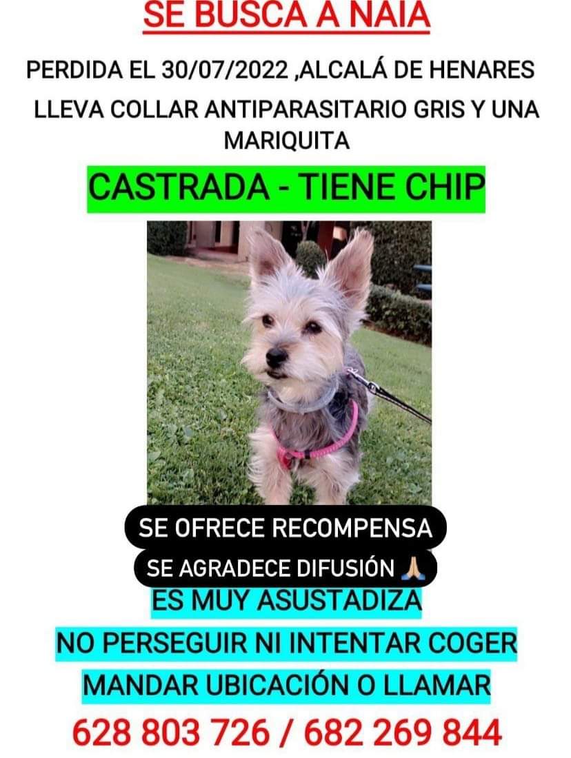 NoeliiaM31's tweet photo. Seguimos buscando a Naia, pensamos que la puede tener alguien,por eso pongo algunas fotos más para que se la reconozca mejor. Tiene el cuerpo gris oscuro,la cabeza más clarita y el rabo largo como una pluma. Contactarnos o mandarnos foto si la veis con alguien porfavor. Difusión! https://t.co/IvsA3f8PBg