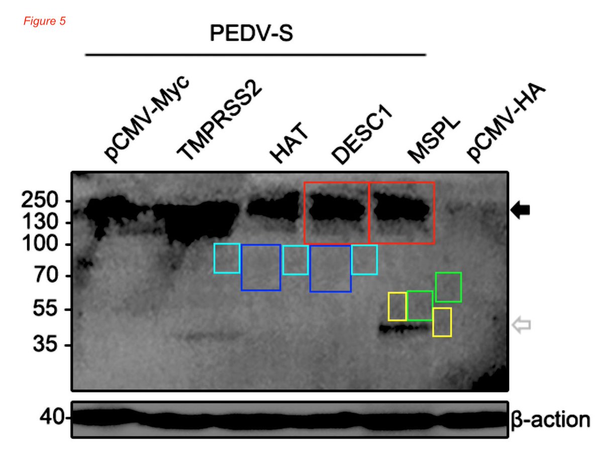 Elisabeth Bik tweet media