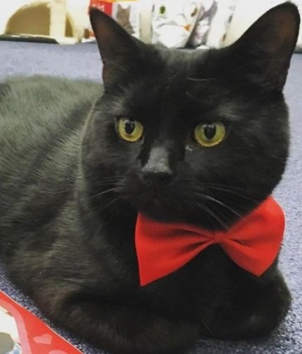 TreasuryMog's tweet photo. Thankyou all for sharing #BlackCatAppreciationDay with me. For liking and retweeting the pictures. For all of the love shown to all of the fabulous black cats. Today is all about highlighting black cats, to raise their profile and to show that every one is unique 🐈‍⬛🐈‍⬛🐈‍⬛ https://t.co/QcgCTP0qFL